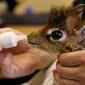 Baby Dik Dik
