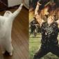 Platoon Cat