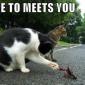 Nice to meet you