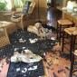 Bad Dog