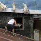 A guy rescuing four pups during a flash flood in the Philippines
