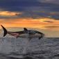 Shark Jump