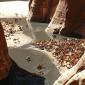Guelta d'Archei Oasis, Sahara Desert