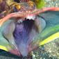 A Sarcastic Fringehead
