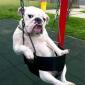 Sup Bitches?