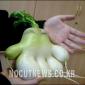 Strange Growths