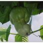 Strange Growths