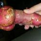 Strange Growths