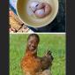 Egg In An Egg