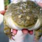 Creepy Frog