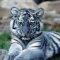 Blue Maltese Tiger