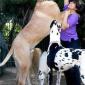 Massive Dog