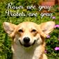 Dog Poem