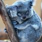Koala Hug