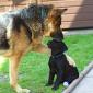 Good Boy