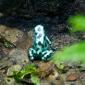 Froggy