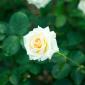 White Rose