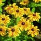 Daisies
