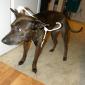 Dog + Hanger