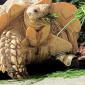 Tortoise Amputee