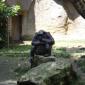 Thinking Chimp