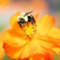 Bee Making Out With A Flower
