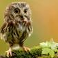 Owly