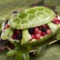 Turtle Fruit