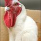 Roostercat