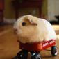 Hamster Flyer