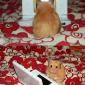 Hamster playing DS