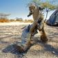 Squirrel Fight