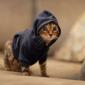Hooded Kitty