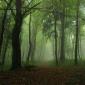 The mist