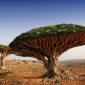 Cool trees