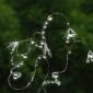 Beautiful droplets