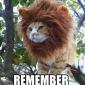 Simba