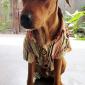 Dog Shirt