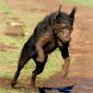 Hell Hound