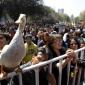 Protest Duck