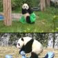 Pandas