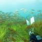 Underwater Meadow