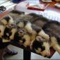 Stackable Huskies