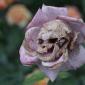 Skull Flower