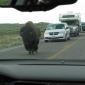 Troll Bison