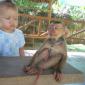 I Not Trust You Monkey