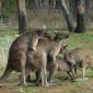 Kangaroos Are Kinky