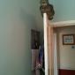 Door Cat