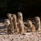 Meerkats