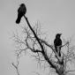 Attempted Murder